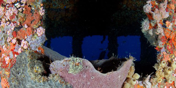 Dive With South Florida Diving Headquarters